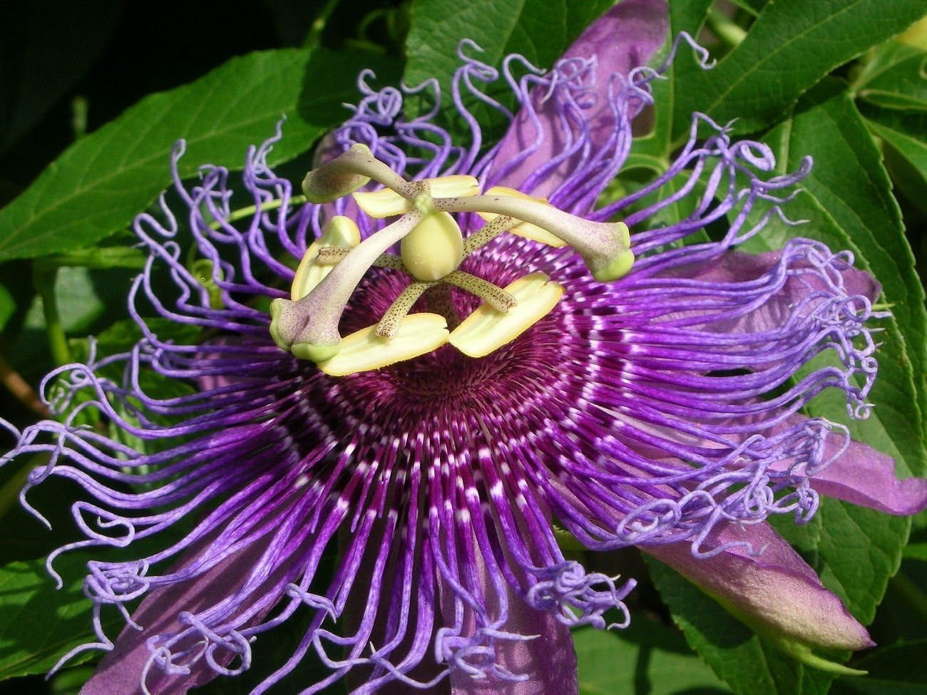 Passiflora Incarnata, Maracuja Passion Flower Maypop Fragrant Seed 10 Seeds