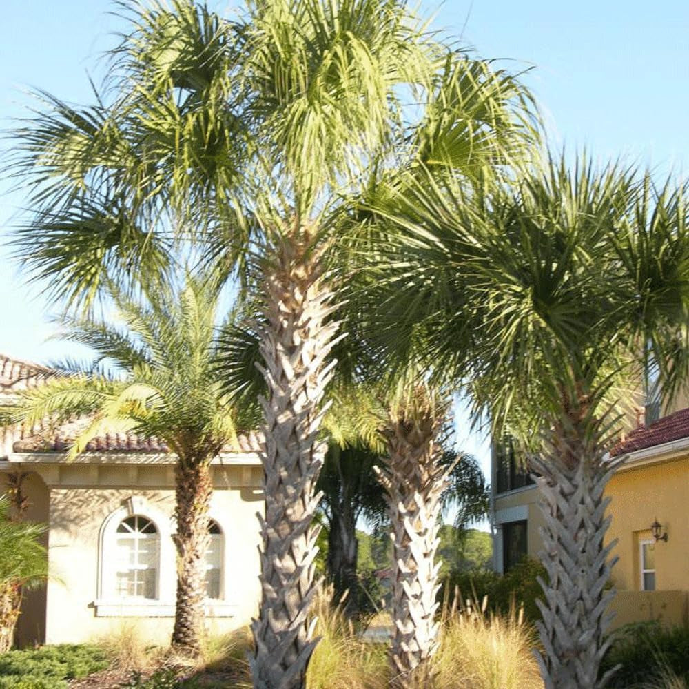 Sabal Palm Tree, Cabbage Palm, Texas Sabal Palmetto Palm, 10 Fresh Seeds - Organic Live Seeds for Planting