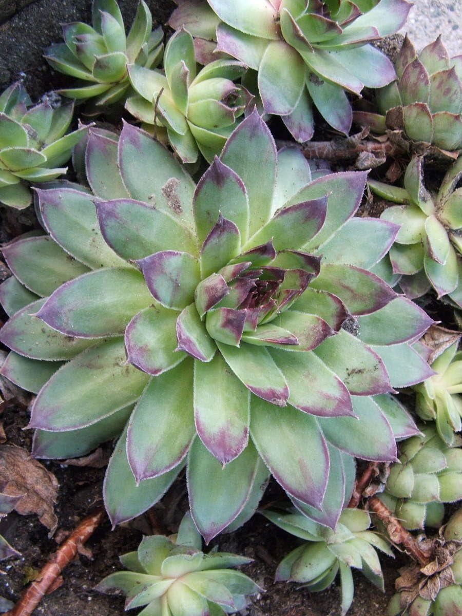 25 MIXED HENS & CHICKS Chickens Succulent (Live Forever) Sempervivum Flower Seeds