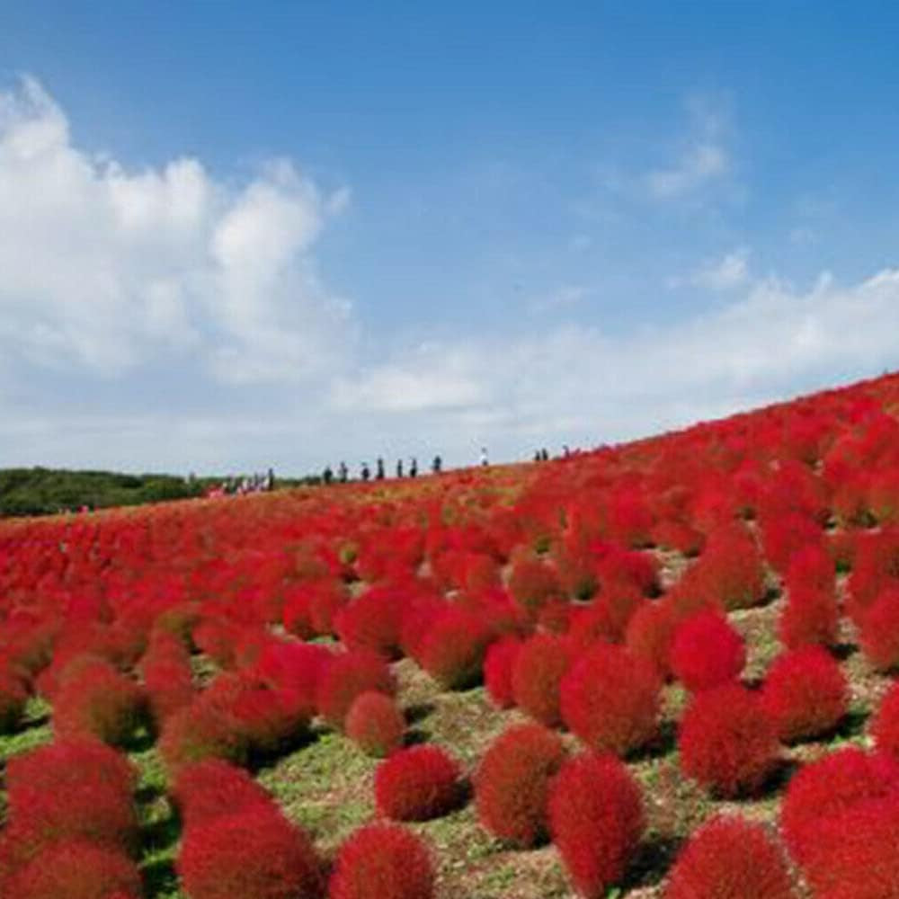 Burning Bush 50 Seeds - Kochia Trichophylla - RED Bush Patio Containers or Hedge - Organic Plant Flowers Seed for Your Home and Garden