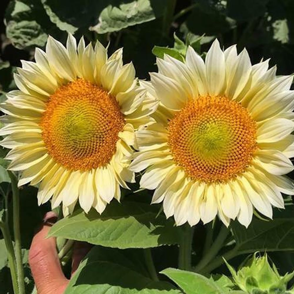 20 Procut White Lite Sunflower Seeds - Organic Fresh Seeds for Planting - White Lite Sunflower Seeds for Home and Garden