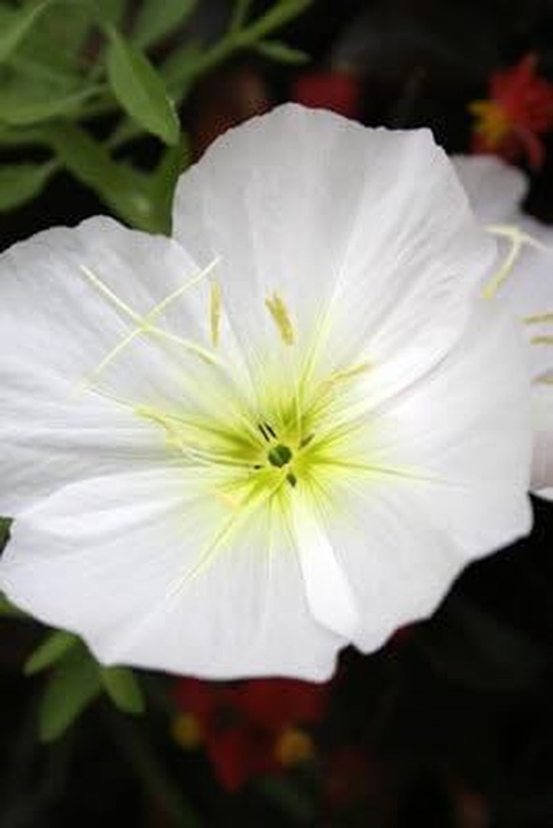 250 WHITE / PALE EVENING PRIMROSE (White Buttercup / Sundrops) Oenothera Pallida Flower Seeds