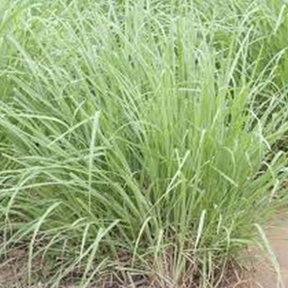 25 Seeds Lemongrass Herb - Cymbopogon Flexuosus - 25 Organic Plant Seeds Herb for Home and Garden