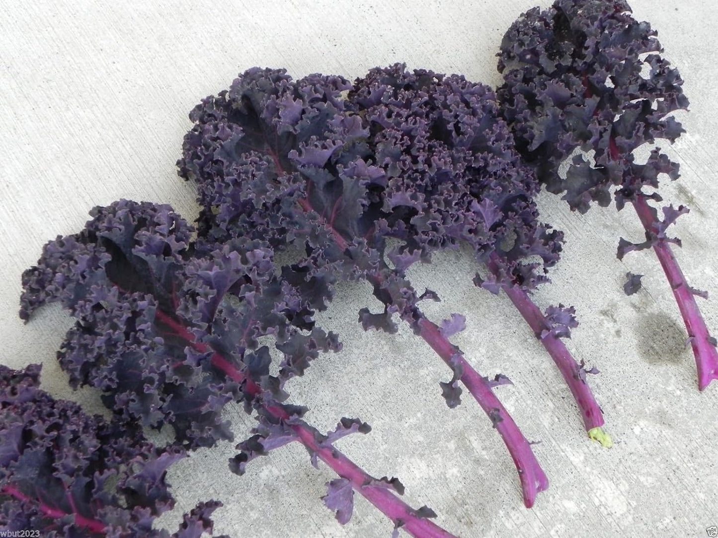 500 Seeds Scarlet Kale Seed - Multi-Purpose, Open-Pollinated Kale.Vegetables, Kale,Scarlet
