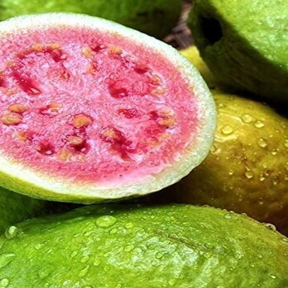 Seeds Psidium Guajava Pink Guava - 75 Seeds - Fresh 2023 Seeds - Organic Fresh Seeds for Planting - Live Seeds
