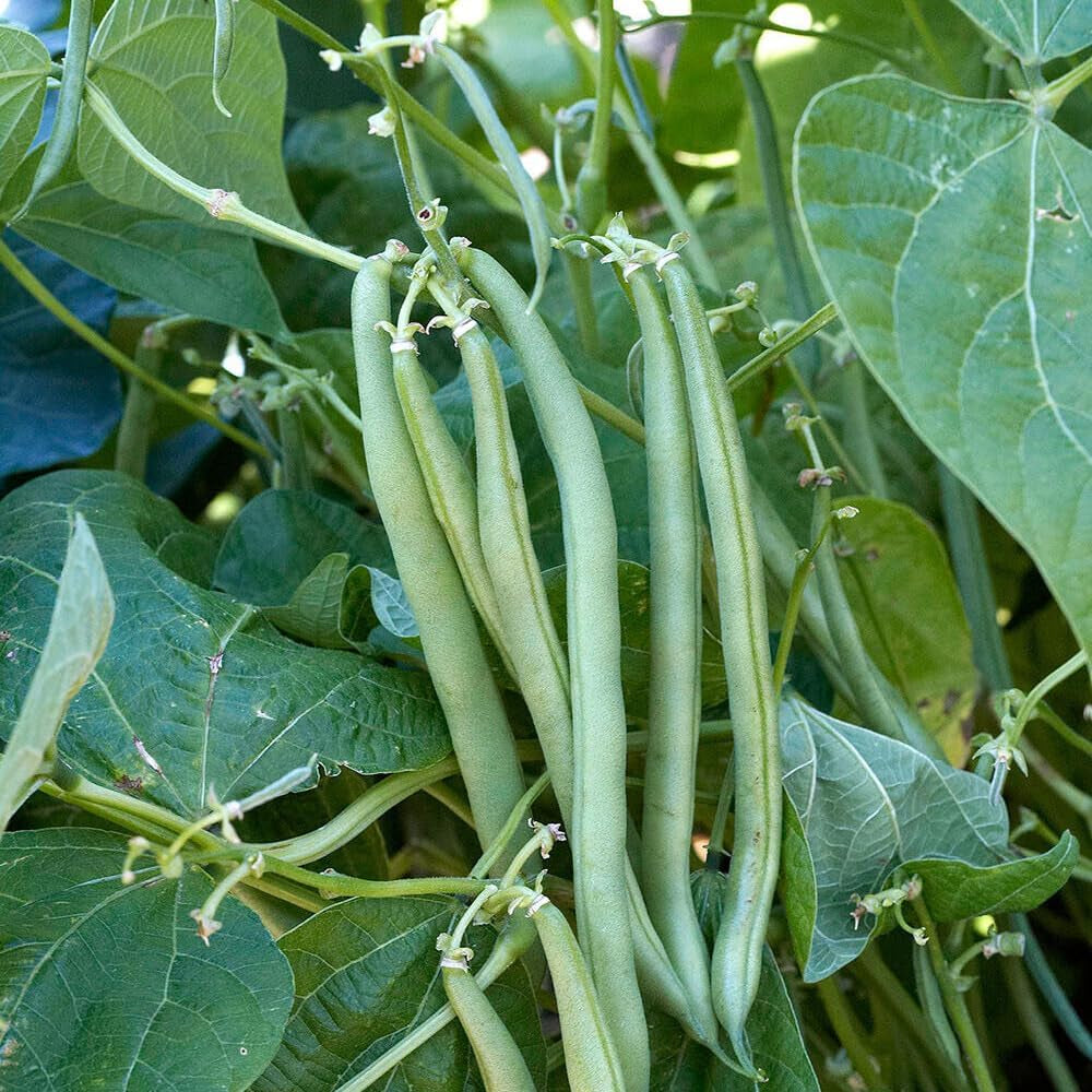 15 Seeds Tendergreen Improved Green Bush Bean Seeds Stringless Bean Heavy Producer - Organic Fresh Plant Seeds for Home and Garden
