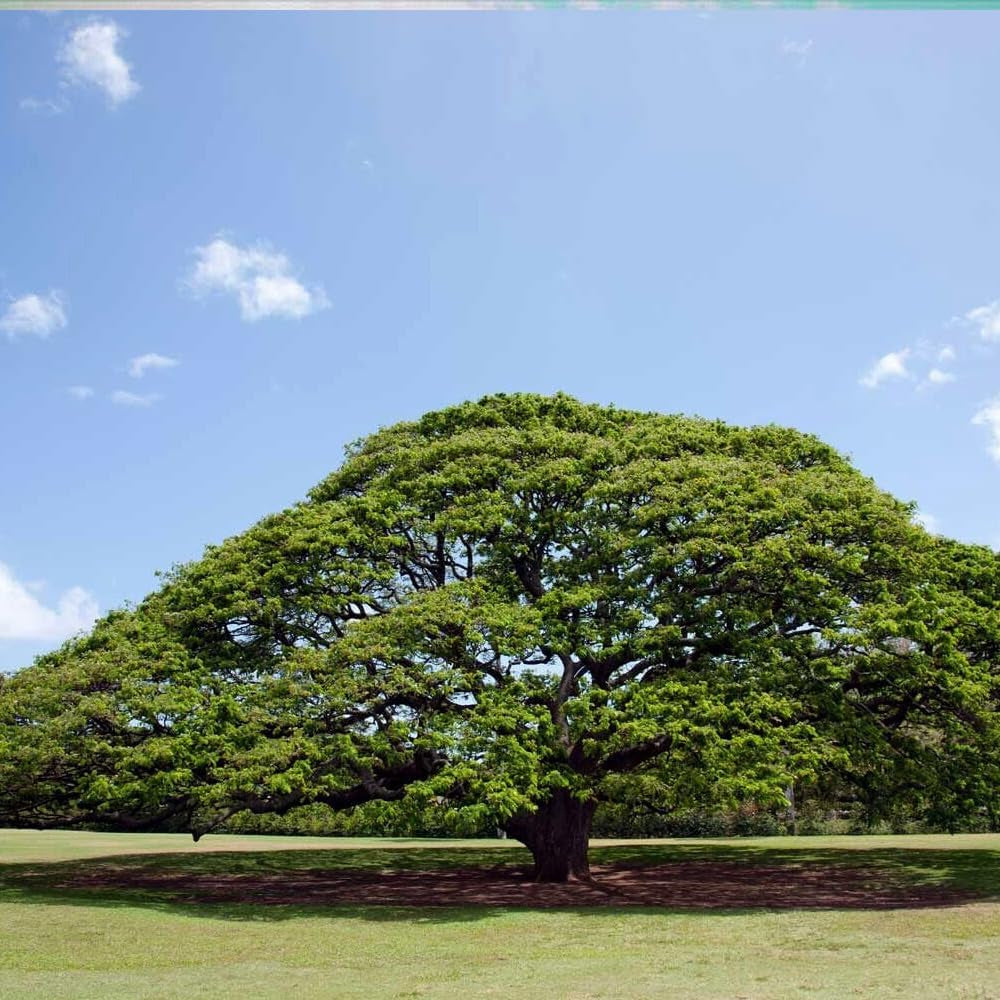 10 Seeds RAIN Tree Seeds Monkey Pod (Albizia Saman) Tropical Flower Bonsai Plant - Organic Fresh Seeds for Planting - Live Seeds for Home and Garden