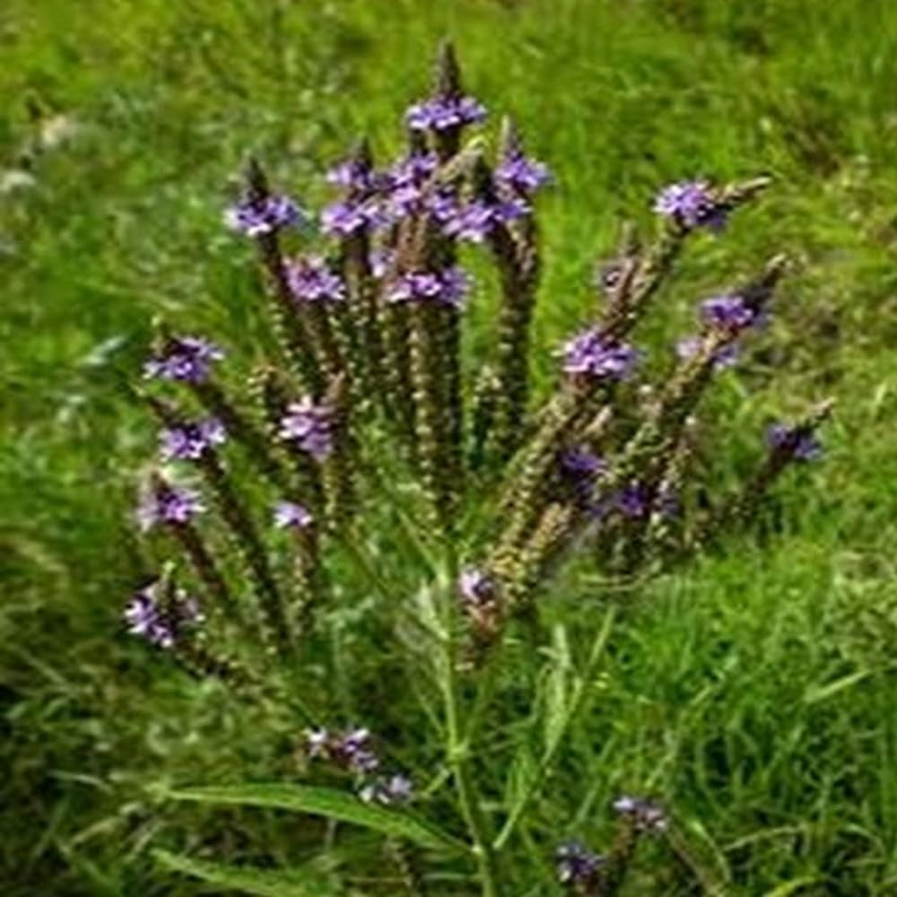 Verbena - Blue Vervain - Hastata- 100 Seeds - Organic Fresh Seeds for Planting - Live Verbena Seeds