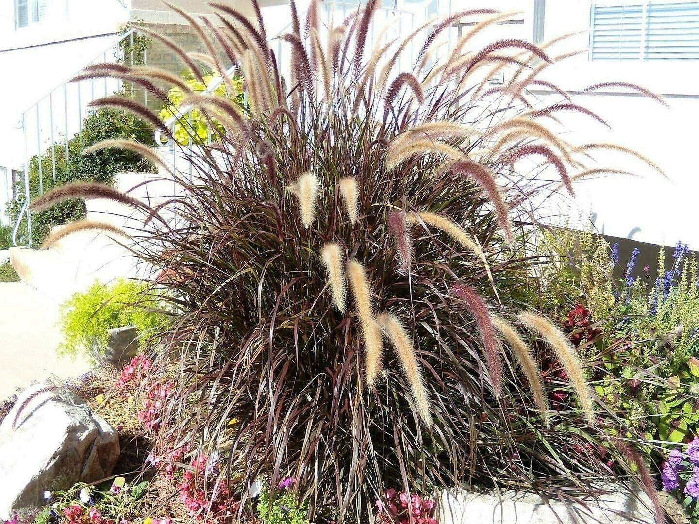Purple Fountain Grass Ornamental Pennisetum Dark Burgundy Flower Jocad (25 Seeds)