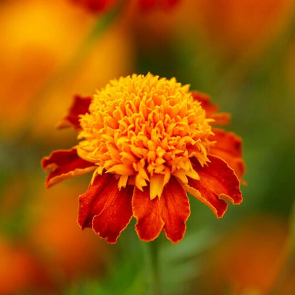 100 Seeds Flower French Marigold Orange Flame Double Dwarf Beneficial Plant - Organic Fresh Seeds for Planting - Seeds for Home and Garden