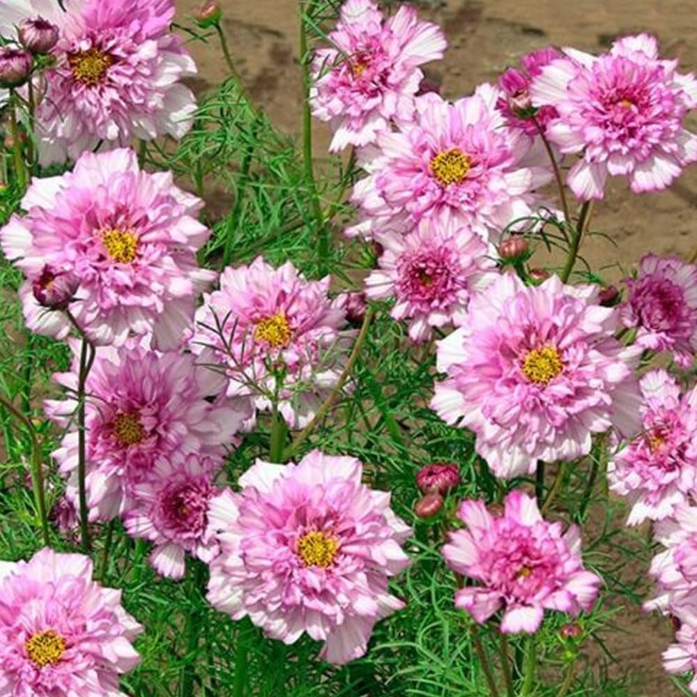 50 Double Dutch Rose Cosmos Flower Seeds - Organic Flower Seeds for Planting - Live Seeds for Home and Garden