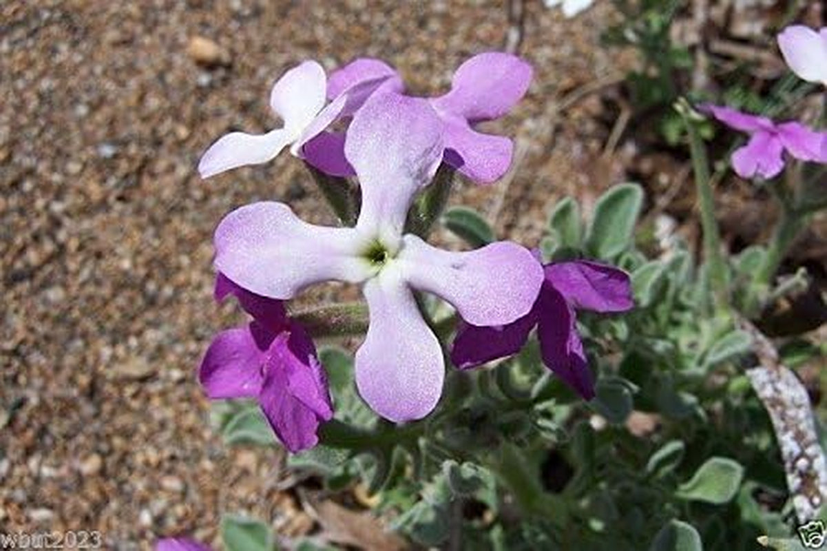 Evening Scented Stock-1000 Seeds (Matthiola Longipeta) Perfume Plant,Cold Hardy