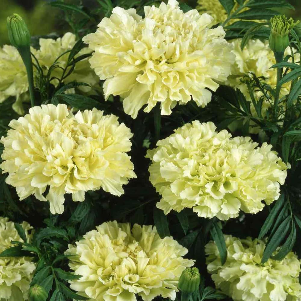 30 Seeds Flower African Marigold Kilimanjaro White Tall 18” Beneficial Plant - Organic Fresh Seeds Flower for Home and Garden
