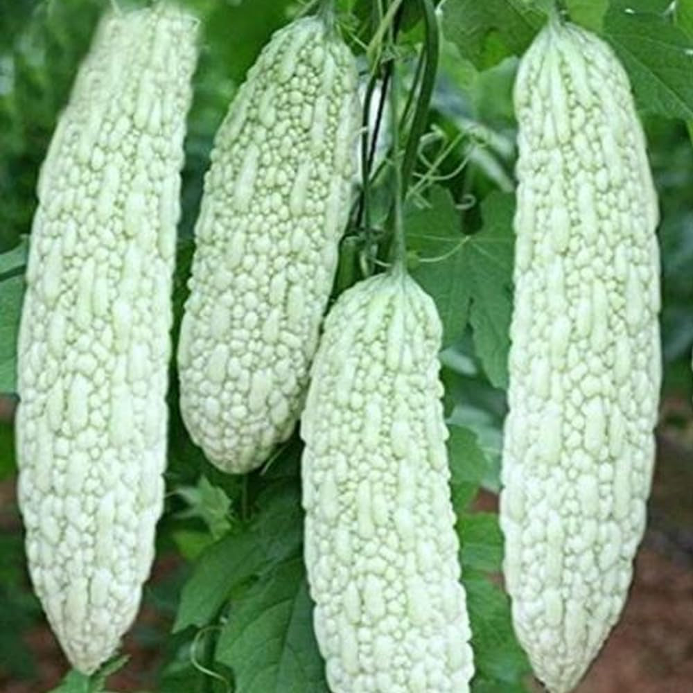 10 White Skin Bitter Gourd Seeds Bitter Melon Seeds Ku Gua Seeds Asian Vegetable - Organic Fresh Seeds for Planting - Bitter Melon Seeds for Home and Garden