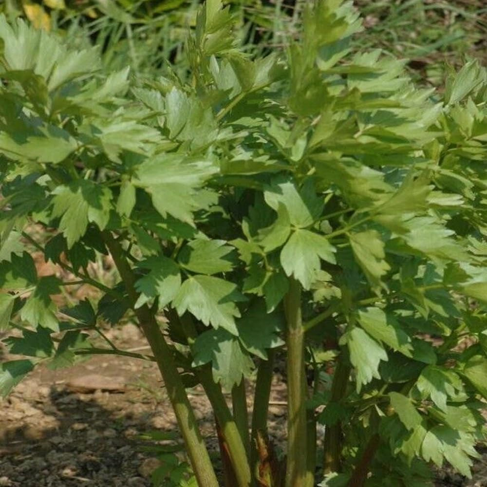 300 Lovage Seeds Celery Fennel Parsley Flavor Perennial Culinary Herb - Lovage Organic Fresh Seeds Forplanting - Live Seeds for Home and Garden