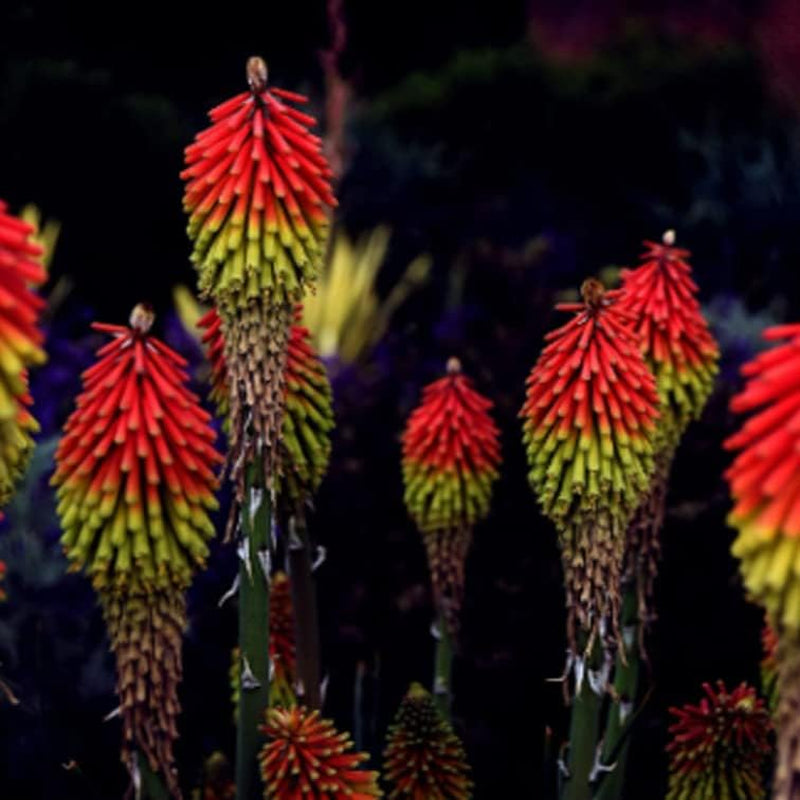Seeds Plant Red Hot Poker Kniphofia Uvaria 30+ Seeds Florist Choice! Red Hot Poker Set