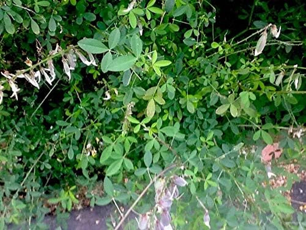 30+ De Chipilin 30+ Chipilin Seeds