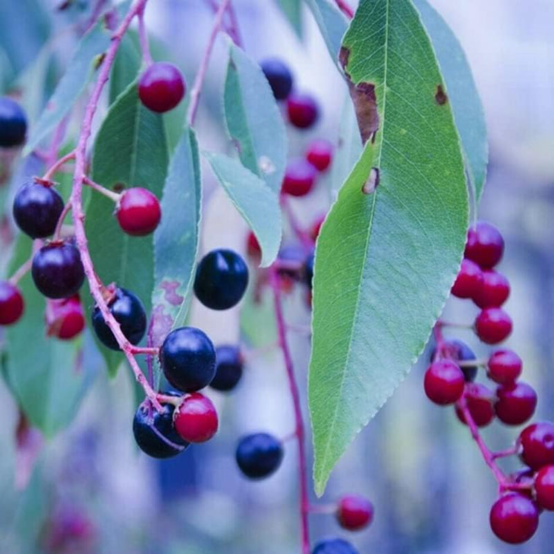 30 Seeds Planting Huckleberry Black Gold -Vaccinium Membranaceum - 30+ Seed Organic Fruits for Your Garden and Home