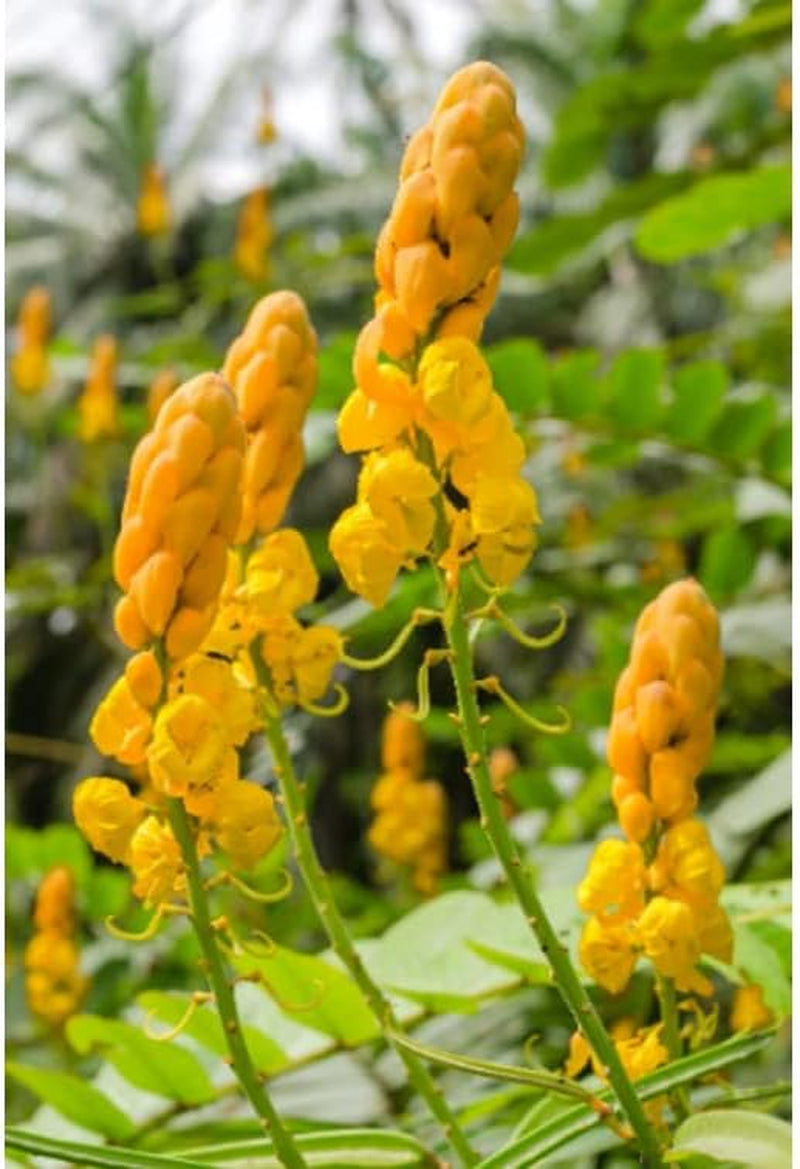 50 Seeds Candle-Bush Plant Medicinal Tree | Senna Alata 15Ft Growth 50 Seeds Organic Tree 15Ft for Your Garden