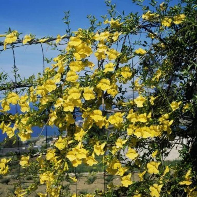 20 Seeds Cat'S Claw Creeper Dolichandra Unguis-Cati - Flowers 20 Seeds - Fresh Harvest 2022 Seeds for Garden and Home