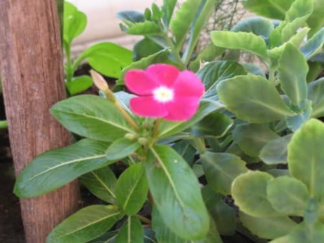 100 PINK DWARF ROSE PERIWINKLE / VINCA Rosea Flower Seedscomb S/H