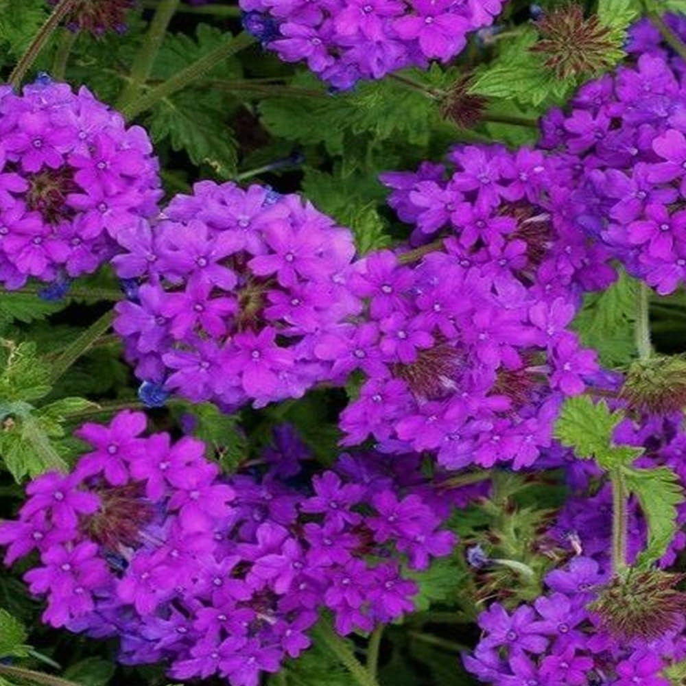 500 Seeds Purple Moss Verbena Flower - Organic Fresh Seeds for Planting - Live Flowers for Your Landscape