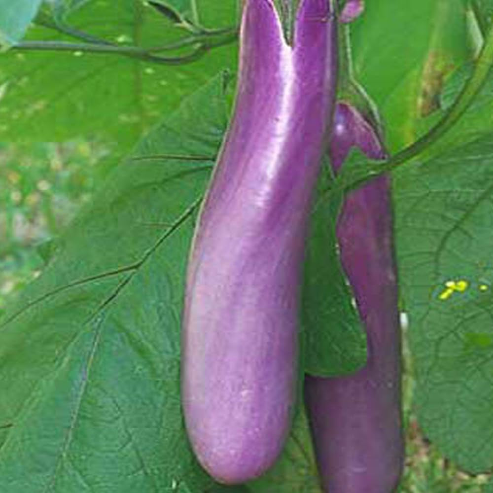 50 Seeds Chinese Eggplants Long Purple Eggplants Aubergine Asian Vegetable - Organic Fresh Seeds for Planting - Seeds for Home and Garden