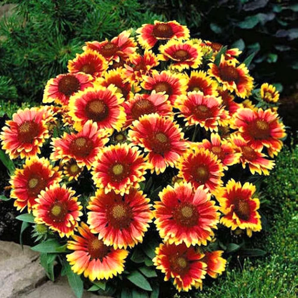 100 Seeds Blanket Flower Dwarf Goblin Gaillardia Perennial Native Flower - Organic Plant Flowers Seeds for Home and Garden
