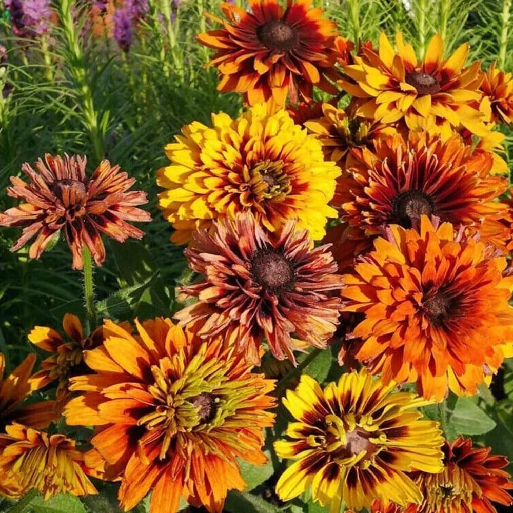 25 "Cherokee Sunset" Rudbeckia Flower Seeds - Organic Fresh Seeds for Planting - Live Rudbeckia Flower Seeds for Home and Garden