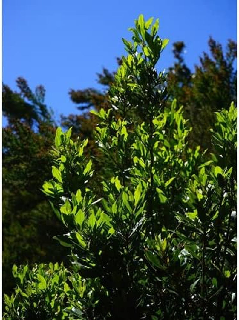 5 Seeds Sweet Bay Laural Tree Laurus Nobilis - Pre-Stratified - 5 Seeds Laural Tree for Your Garden