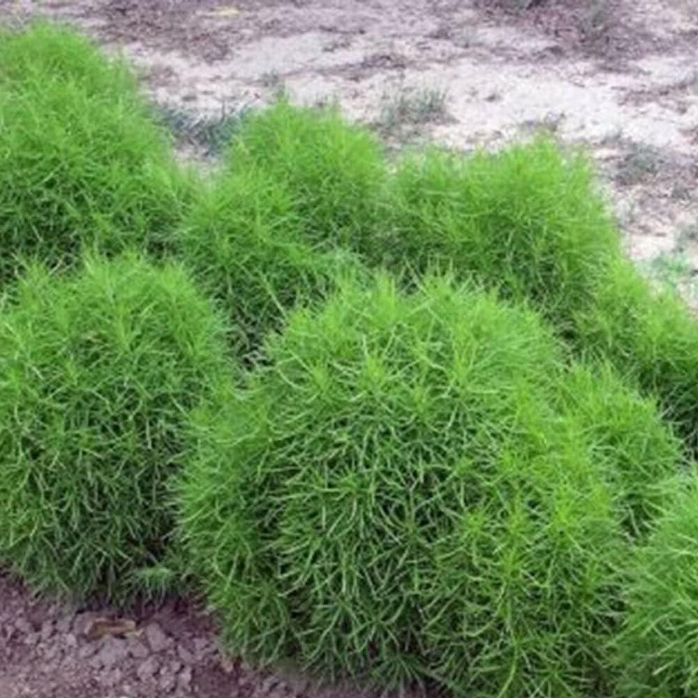 Burning Bush 50 Seeds - Kochia Trichophylla - RED Bush Patio Containers or Hedge - Organic Plant Flowers Seed for Your Home and Garden