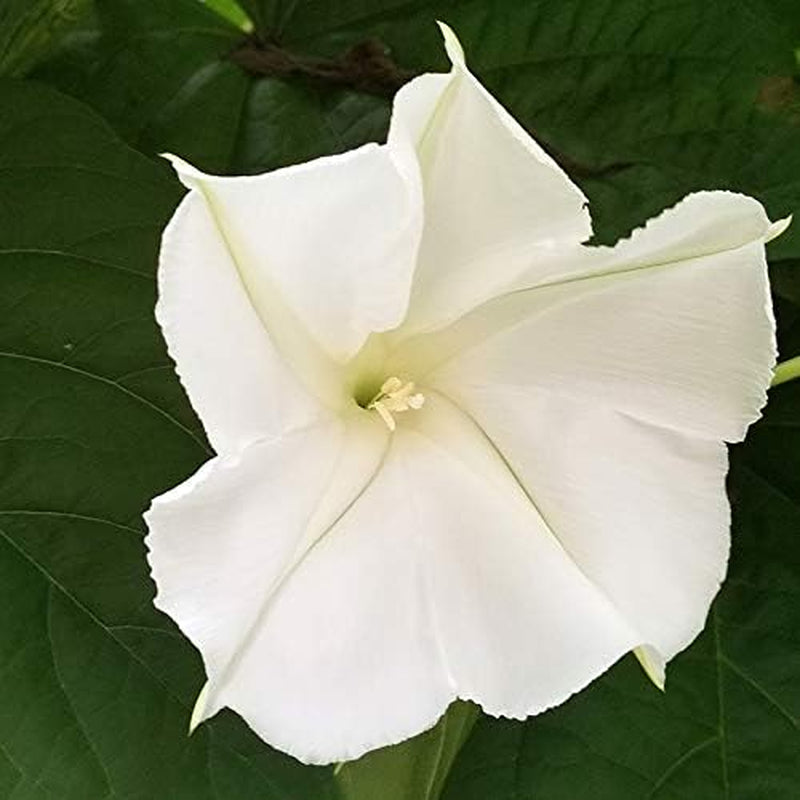 30+ Giant White Moon Vine Seeds ~ Morning Glory "Moonflower" Rare Exotic Seeds