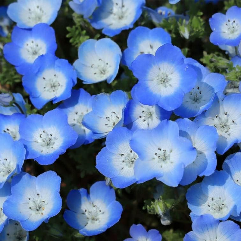 Flower 250 Baby Blue Eyes Seeds Nemophila Menziesii - Low Ground Cover Flowers, Blue