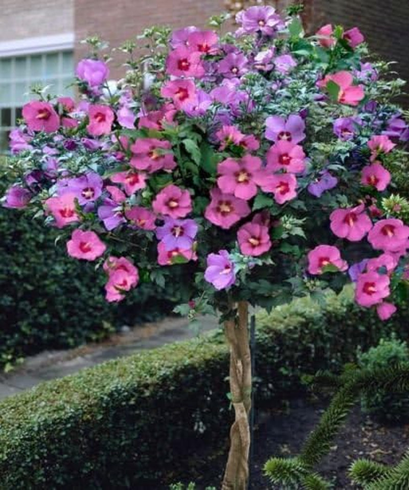 15+ Pink Rose of Sharon Hibiscus / Perennial Flower Seeds