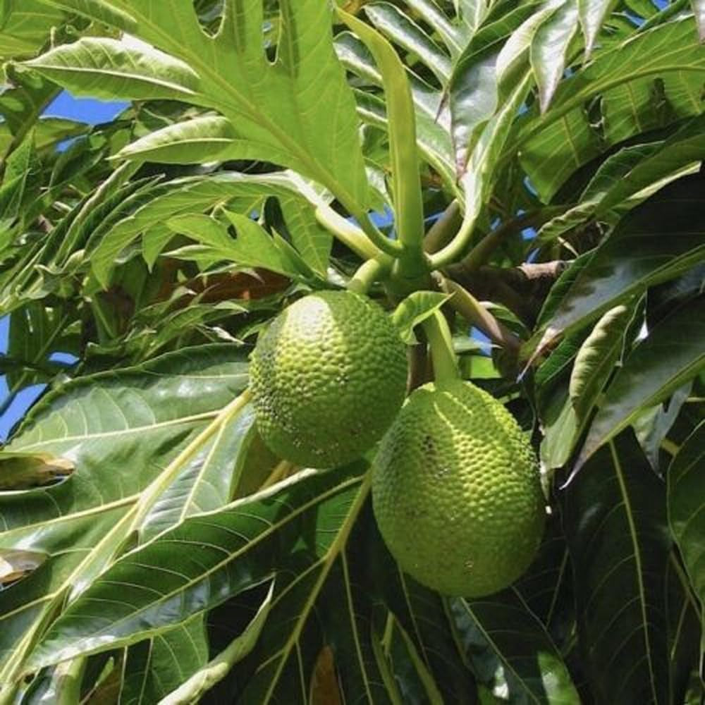 Breadfruit - Artocarpus Altilis - Tropical Fruit Live Tree 12”-24” - Organic Fresh Seeds for Planting - Live Seeds for Home and Garden