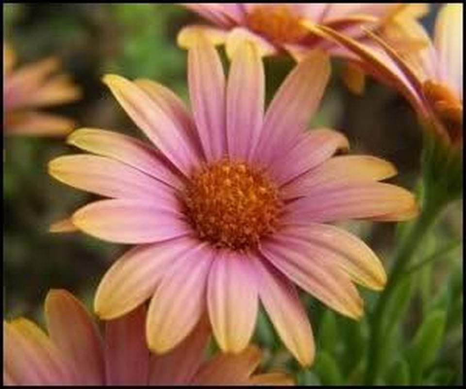 25 SALMON AFRICAN DAISY Dimorphoteca Sinuata Apricot Flower Seedscomb S/H