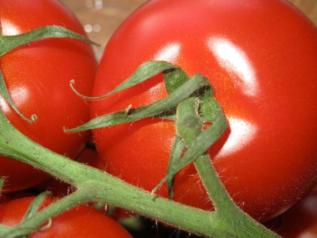 CAMPARI TOMATO, Sweet Vine Tomatoes Exotic Fruit Vegetables Plant Seed -25 SEEDS