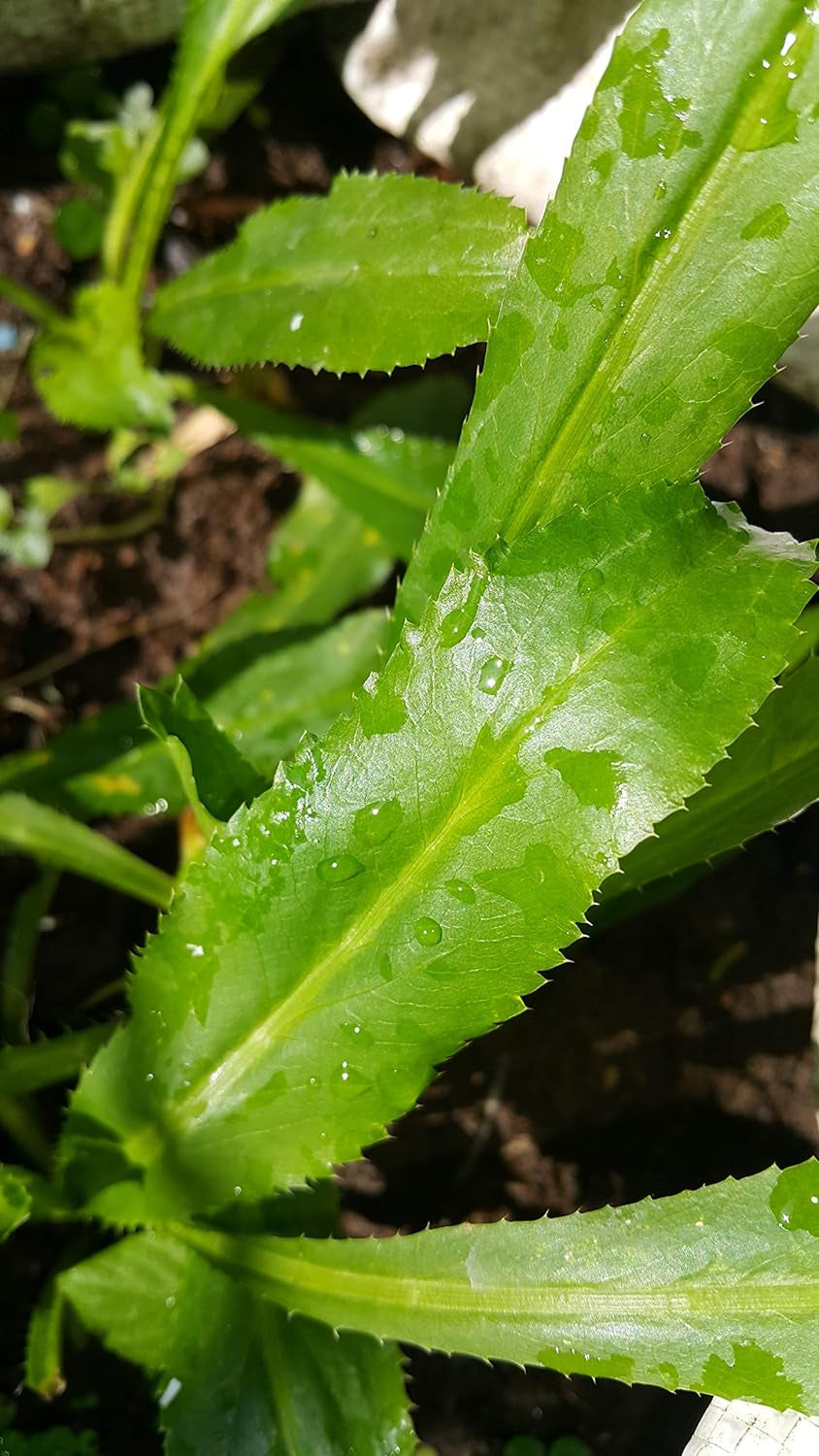 Non-Gmo Organic Vietnamese Culantro 100 Seeds - Also Known as Recao Long Coriander Mexican Coriander Thai Parsley NGO GAI Eryngium Foetidum Chadon Beni