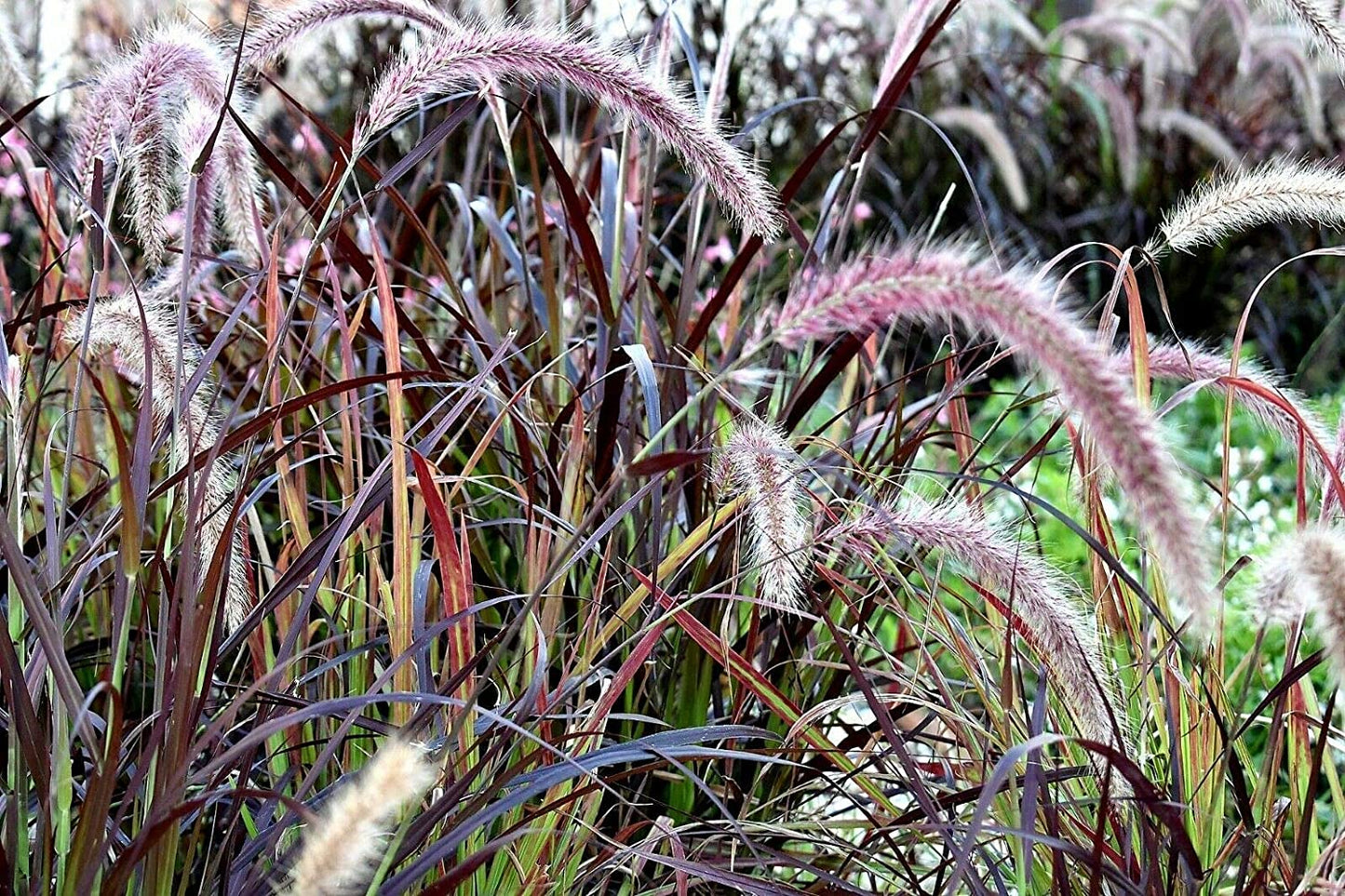 Purple Fountain Grass Ornamental Pennisetum Dark Burgundy Flower Jocad (25 Seeds)