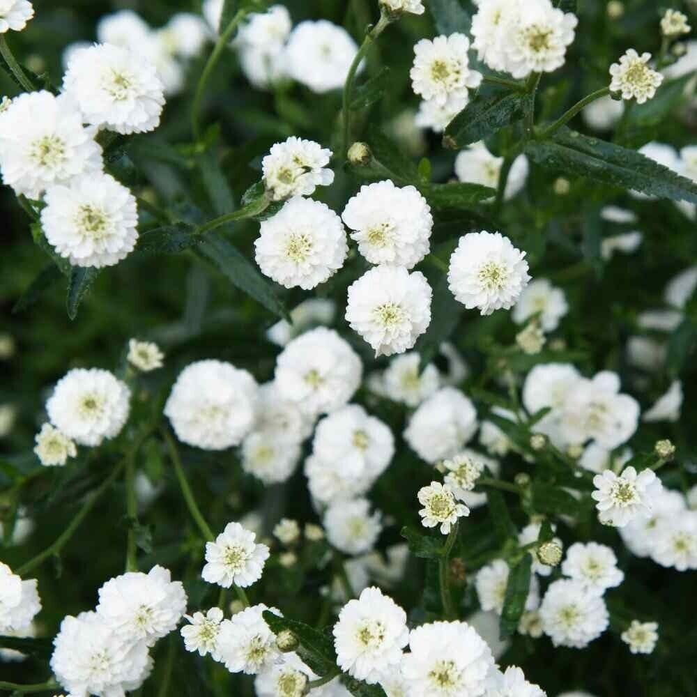 100 Seeds White Pearl Yarrow Flower - Organic Fresh Seeds for Planting - Live Seeds for Home and Garden