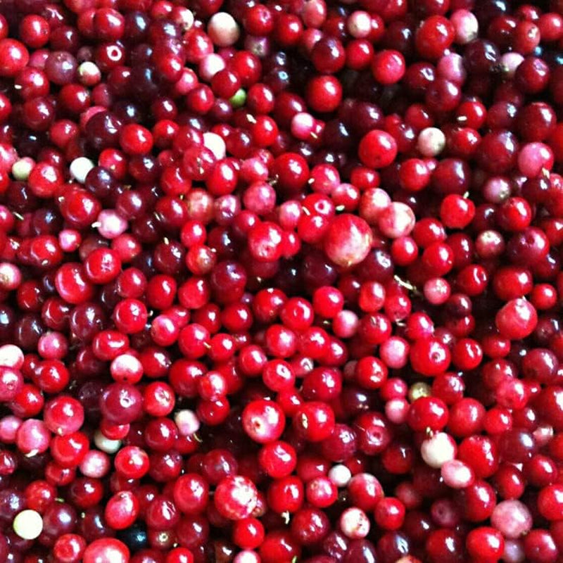 25+ Seeds Lingonberry Vaccinium Vitis-Idaea Superfruit - Berry Cold Tolerant 25+ Seeds for Your Garden