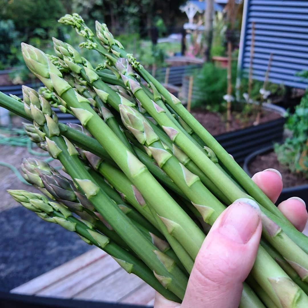 Mary Washington Asparagus 100 Seeds - Organic Heirloom Non GMO Vegetable Seeds, Asparagus Organic Seeds for Planting, Vegetable Seeds for Planting Home Garden