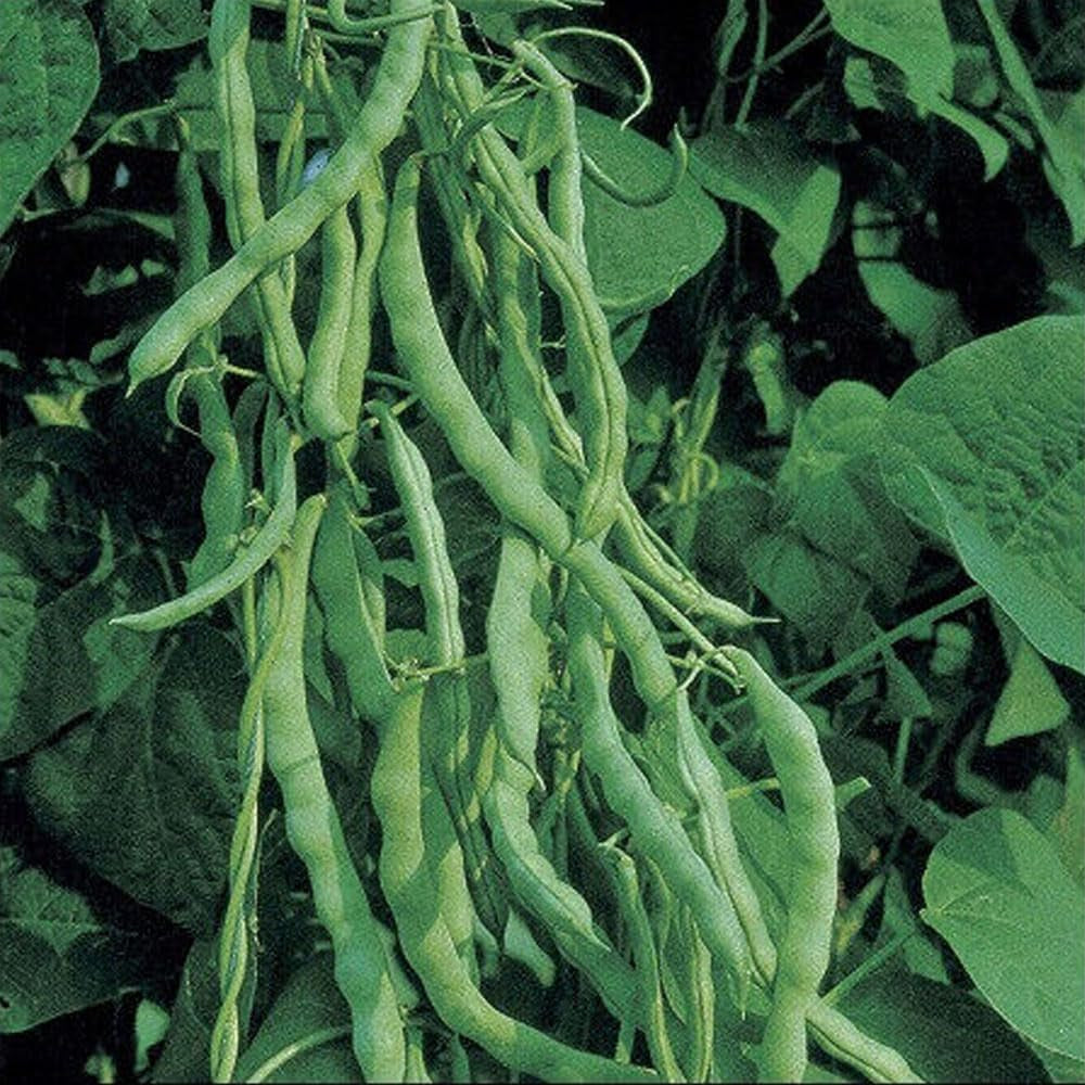 Kentucky Wonder Bush Green Beans 12 Seeds Heirloom - Organic Fresh Seeds for Planting - Live Seeds