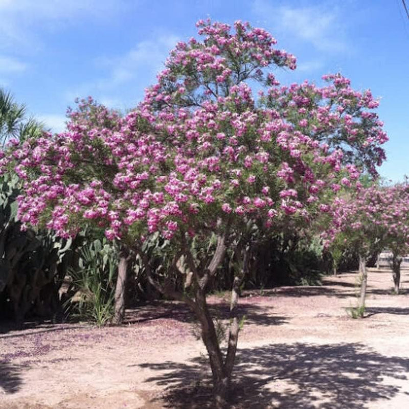 50+ Desert Willow Tree Seeds Freshly Harvested, Purple Orchid Flower - Willow Flower Tree Seeds
