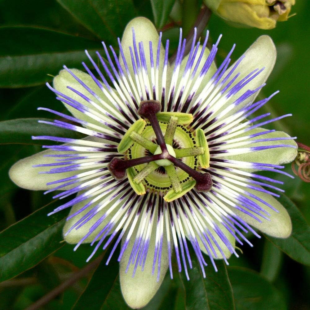 Purple GRANDILLA Passion Flower Passiflora Incarnata Jocad (10 Seeds)
