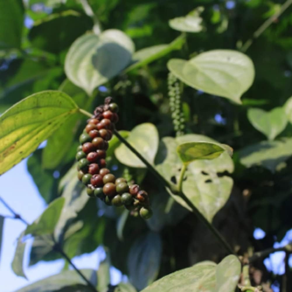 10 Seed Black Peppercorn Beauty - Piper Nigrum - Organic Heirloom - Organic Plant Seeds for Your Garden