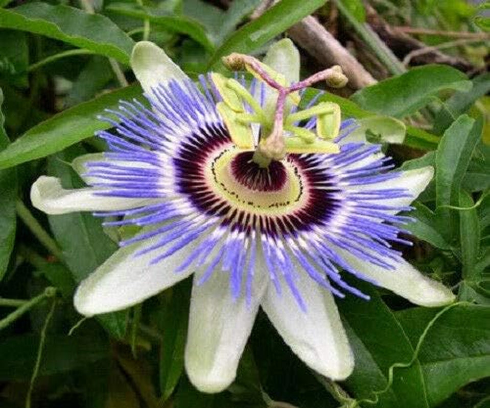 Purple GRANDILLA Passion Flower Passiflora Incarnata Jocad (10 Seeds)