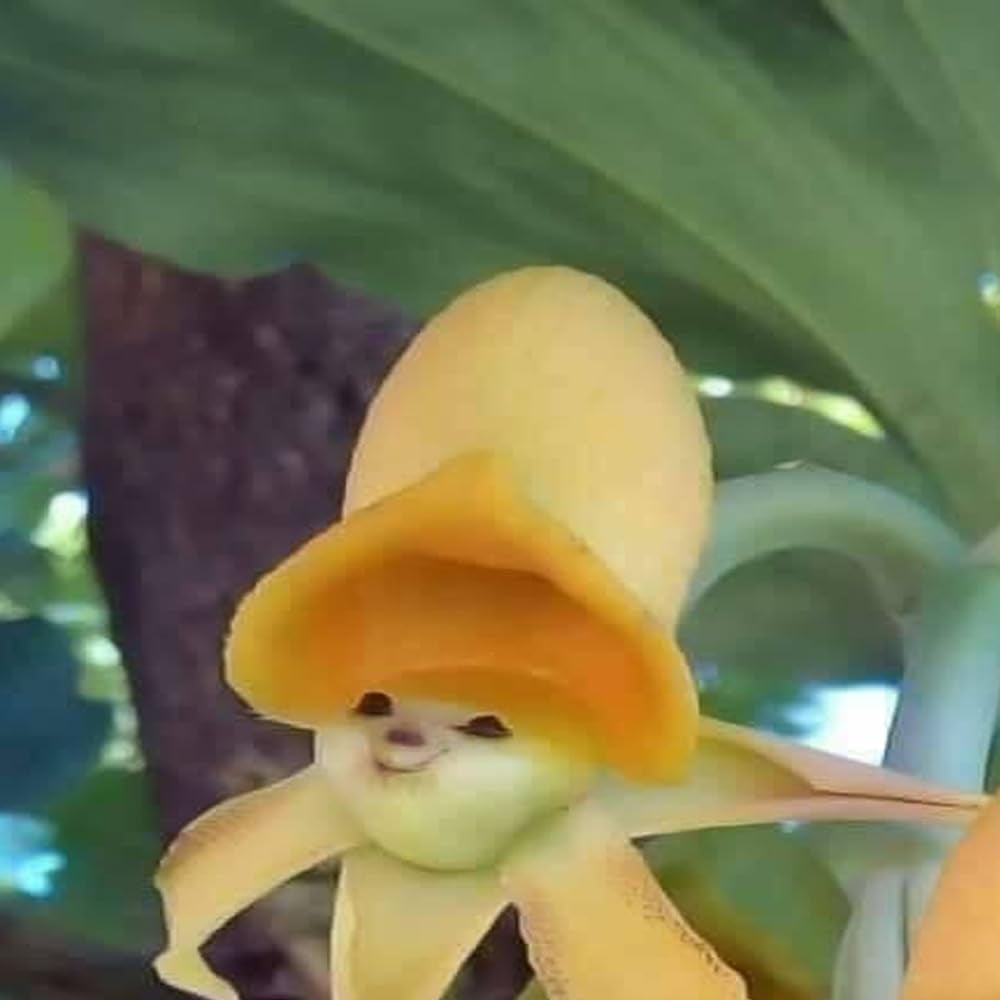 25 Seeds Yellow Face Sun Orchids Flowers Garden Plant - Organic Fresh Seeds for Planting - Seeds for Home and Garden