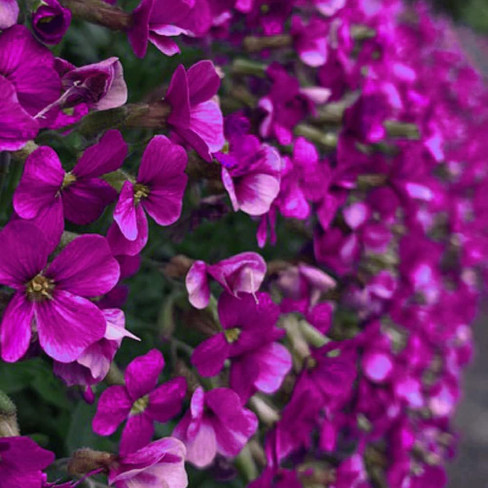 150 Seeds Rock Cress Aubrieta Cascading Purple Flowers - Perennial Ground Cover - Prganic Flowers Seeds for Your Home