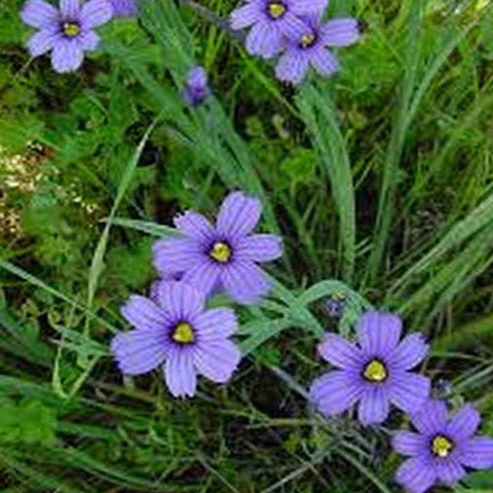 100 Seeds Blue Eyed Grass Flowers - Organic Plant Flowers Seeds for Your Home and Garden - Flowers Seeds for Planting